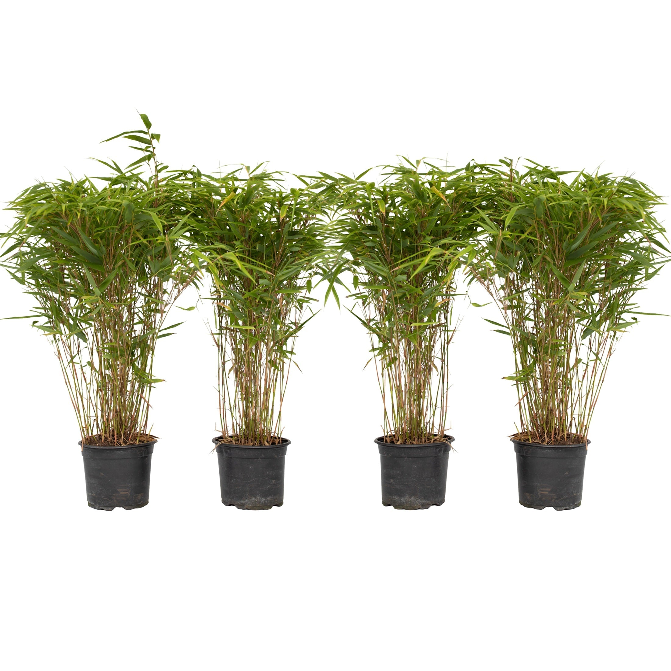 Chinese fountain bamboo - 4 pcs. - Fargesia nitida 'Gansu' - H50-70cm - ⌀17cm