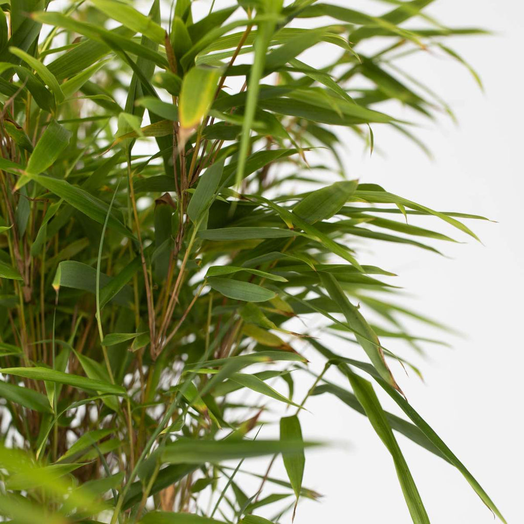 Chinese fountain bamboo - 6 pcs. - Fargesia nitida 'Gansu' - H50-70cm - ⌀17cm