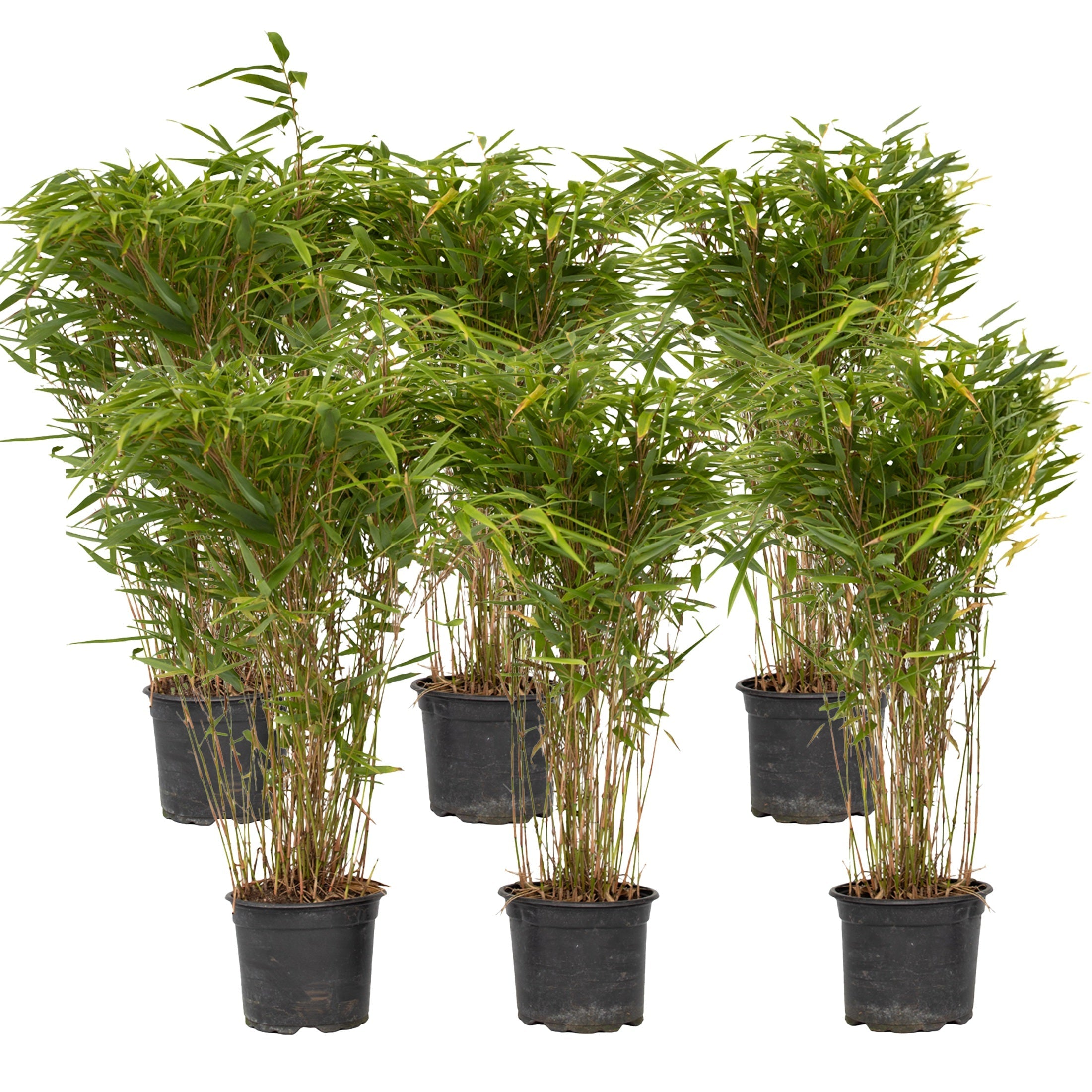 Chinese fountain bamboo - 6 pcs. - Fargesia nitida 'Gansu' - H50-70cm - ⌀17cm