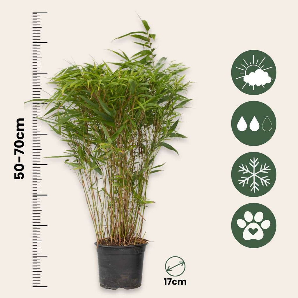 Chinese fountain bamboo - 6 pcs. - Fargesia nitida 'Gansu' - H50-70cm - ⌀17cm