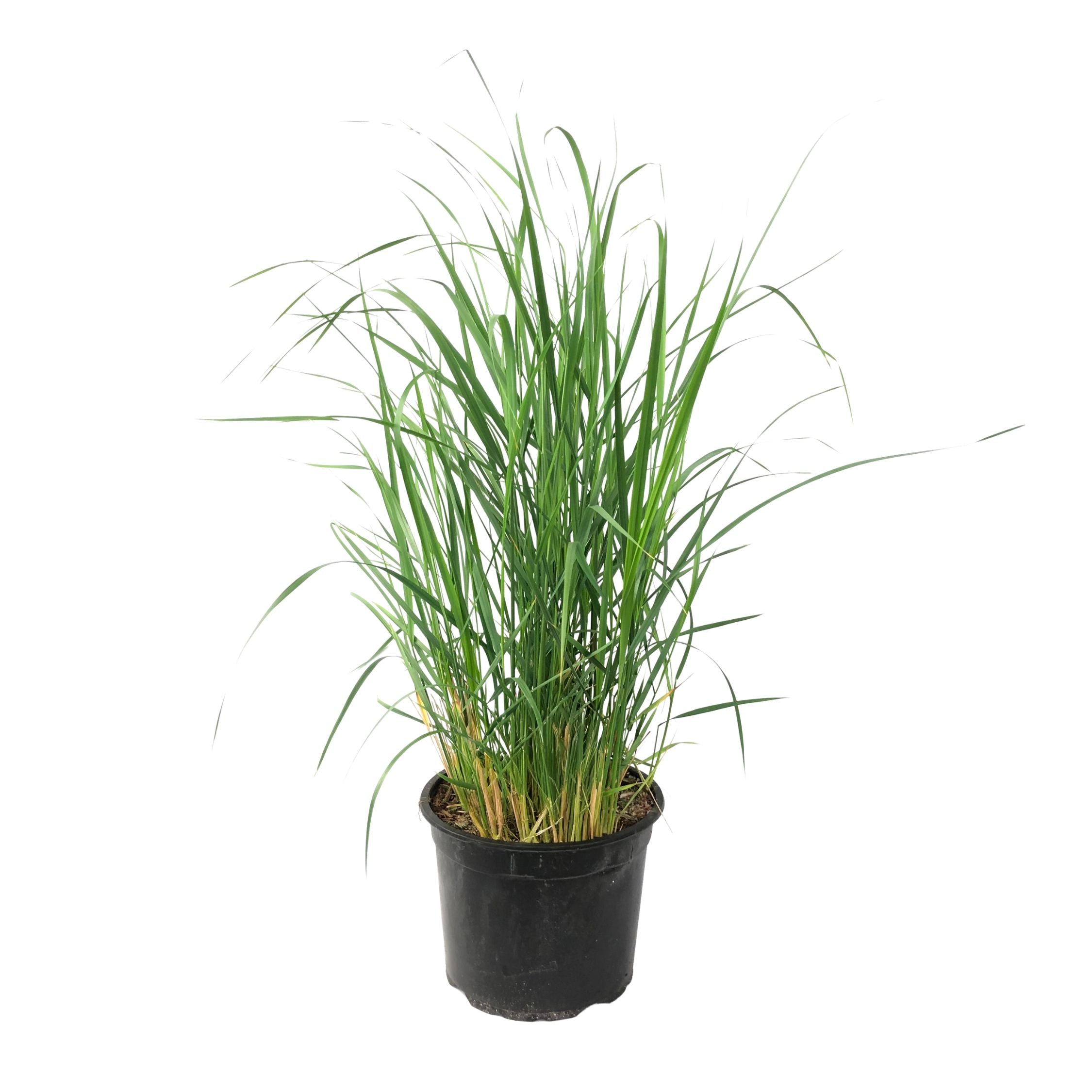 Switch grass - Panicum virgatum 'Heavy Metal' - Height 40-60cm - ⌀23cm