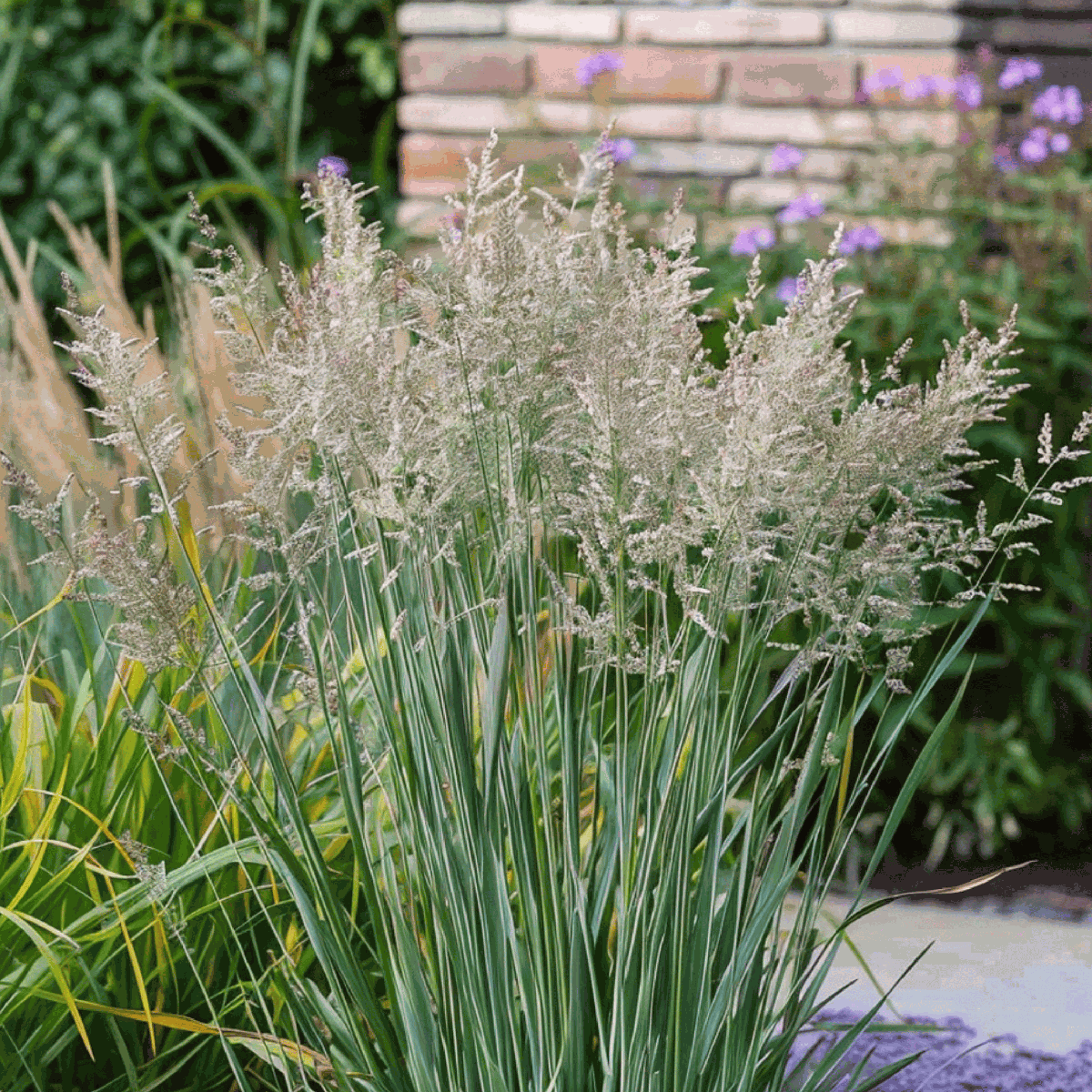 Switch grass - 2 pcs. - Panicum virgatum 'Heavy Metal' - Height 40-60cm - ⌀23cm