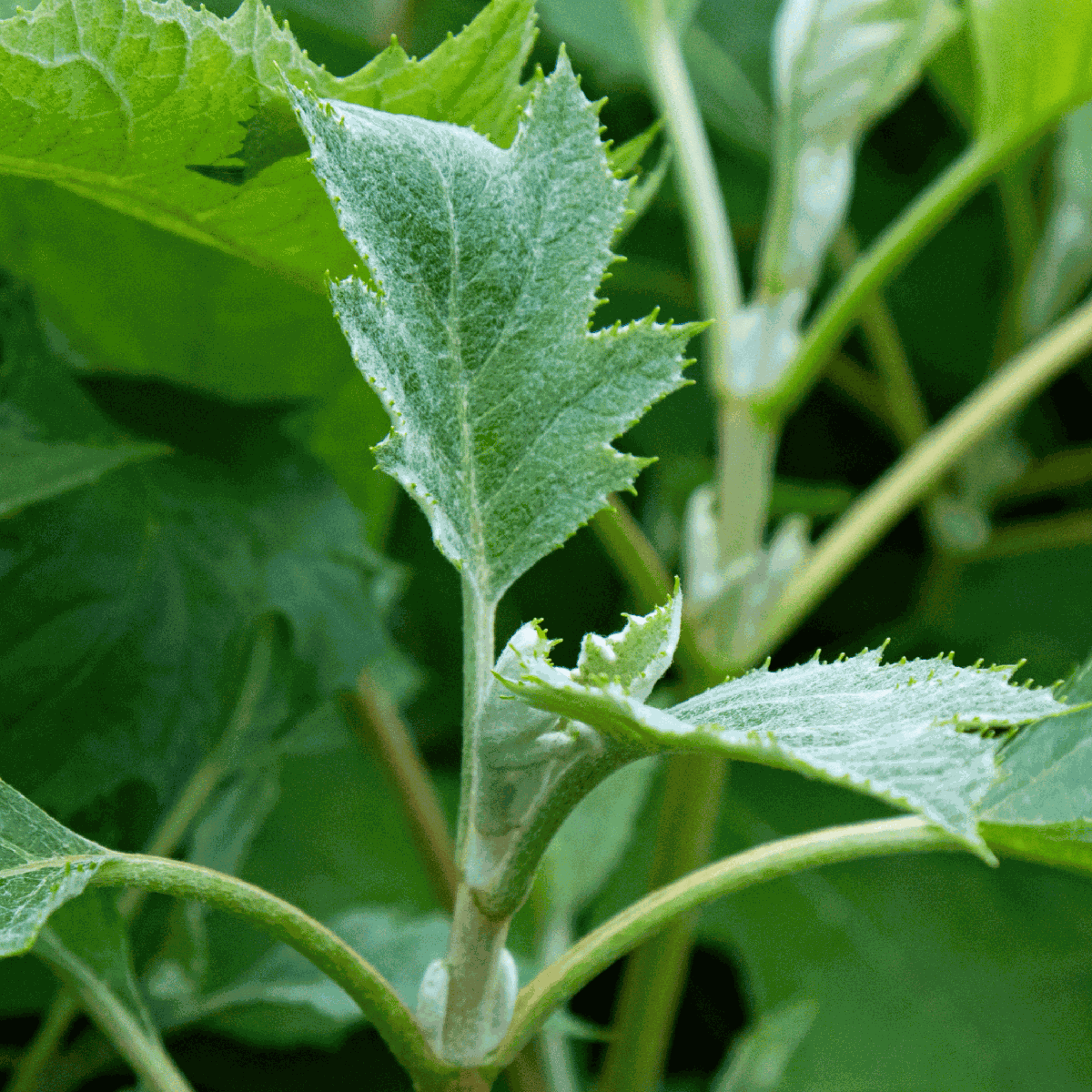 Hortensia - Hydrangea paniculata 'Ice Crystal' - Height 25-40cm - ⌀19cm