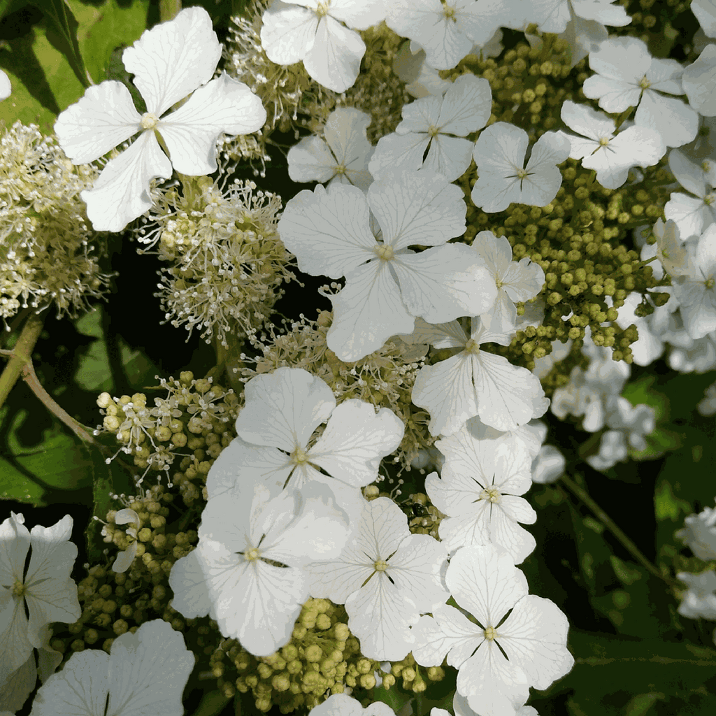 Hortensia - Hydrangea paniculata 'Ice Crystal' - Height 25-40cm - ⌀19cm