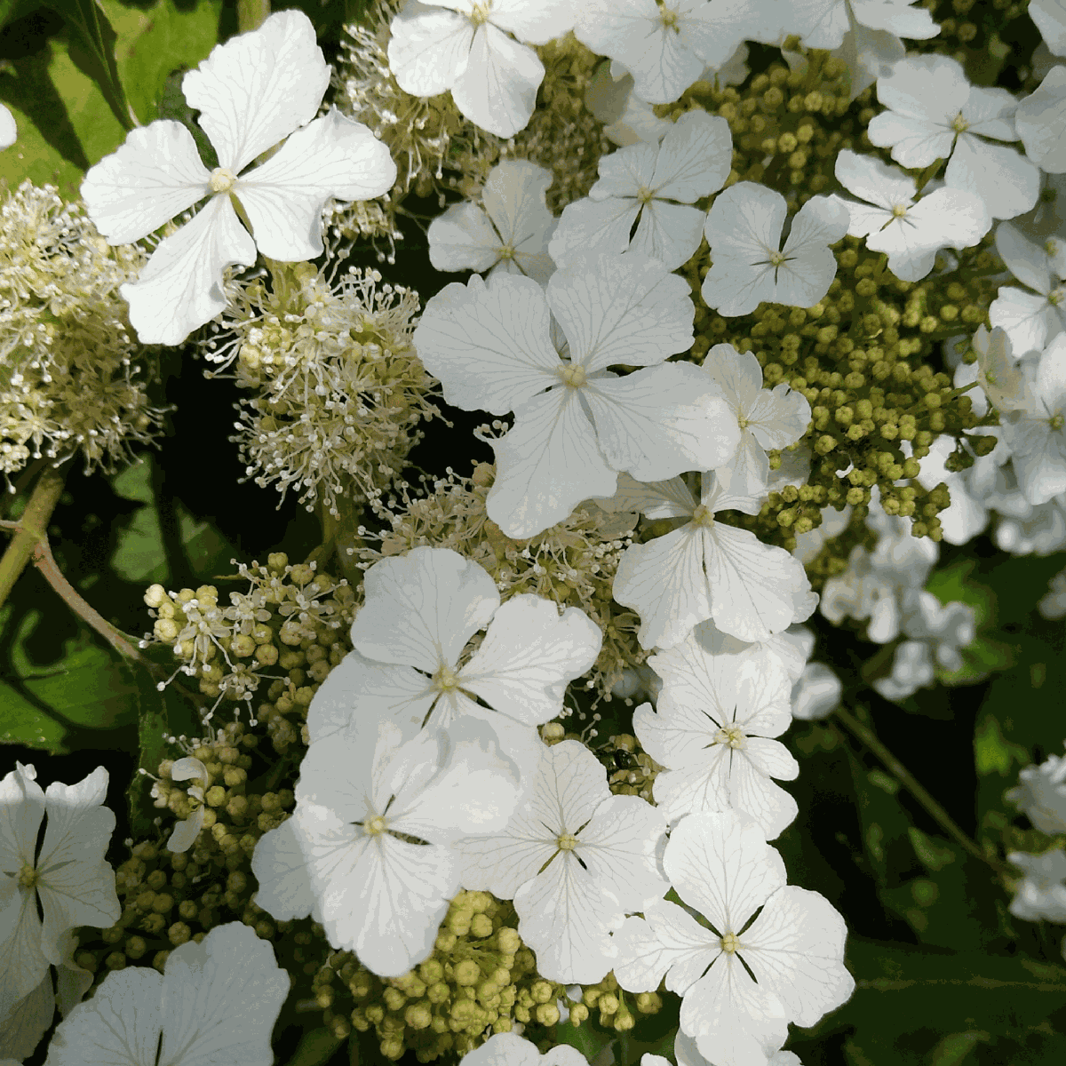 Hortensia - 2 pcs. - Hydrangea 'Ice Crystal' - Height 25-40cm - ⌀19cm