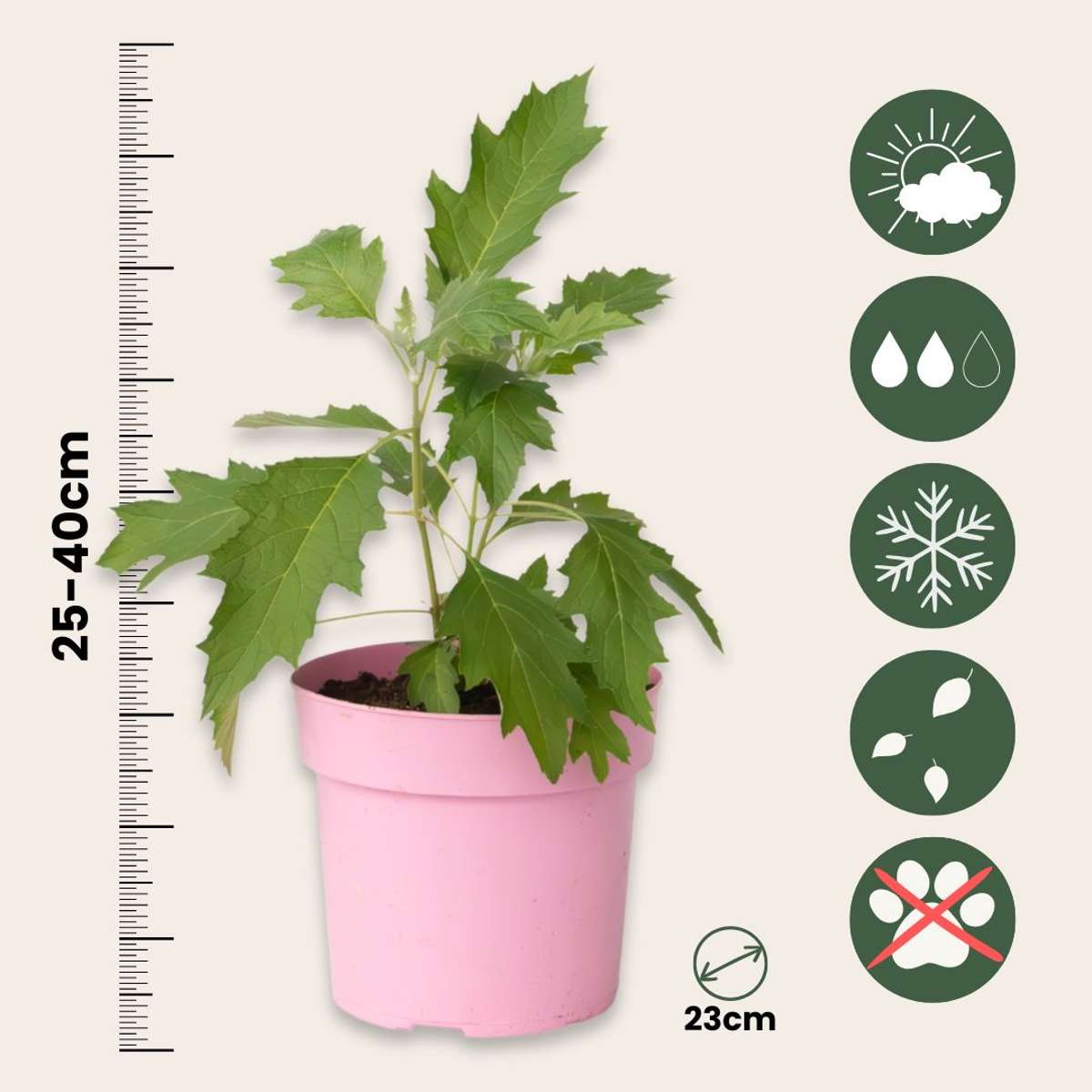 Hortensia - 2 pcs. - Hydrangea 'Ice Crystal' - Height 25-40cm - ⌀19cm