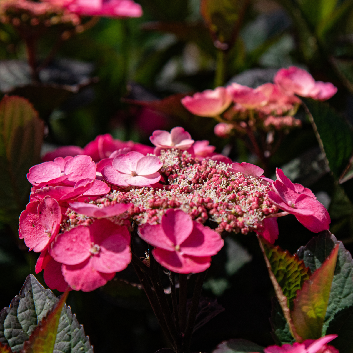Hortensia - Hydrangea paniculata 'Dare Devil' - Height 25-40cm - ⌀19cm