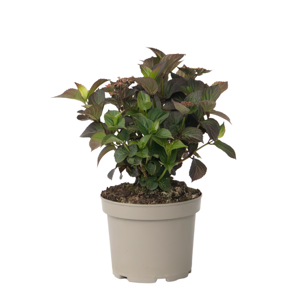 Hortensia - Hydrangea paniculata 'Dare Devil' - Height 25-40cm - ⌀19cm
