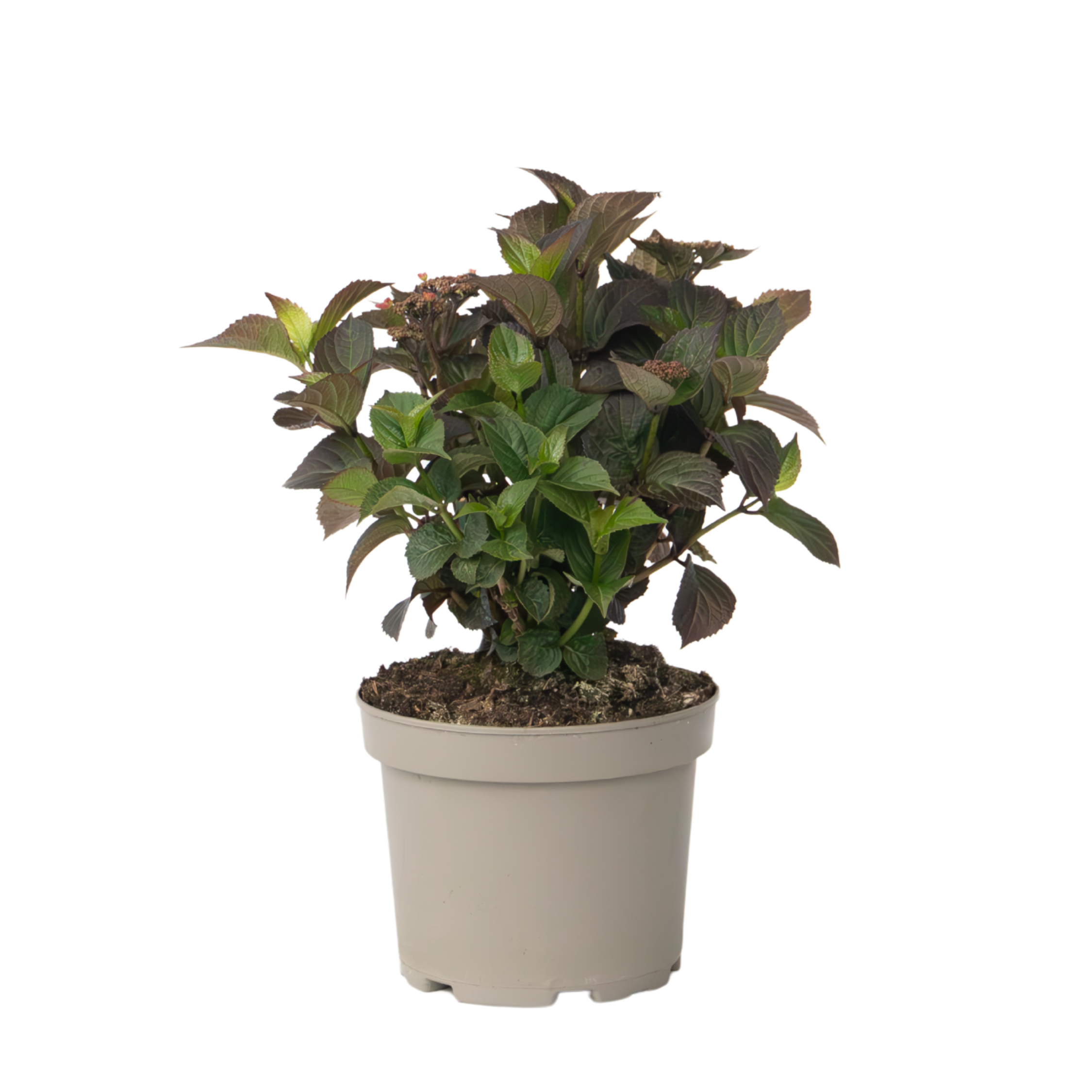 Hortensia - Hydrangea paniculata 'Dare Devil' - Height 25-40cm - ⌀19cm