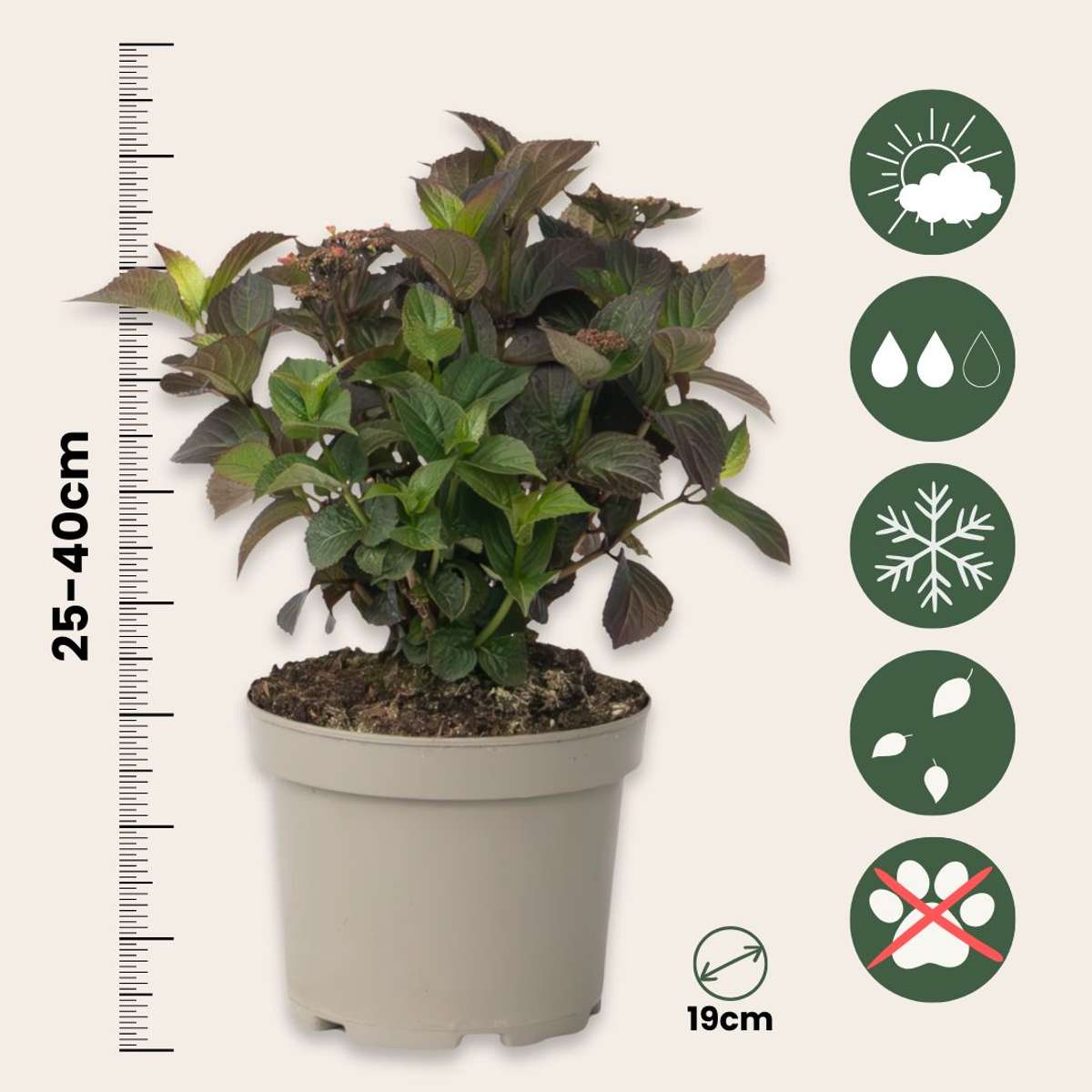 Hortensia - Hydrangea paniculata 'Dare Devil' - Height 25-40cm - ⌀19cm