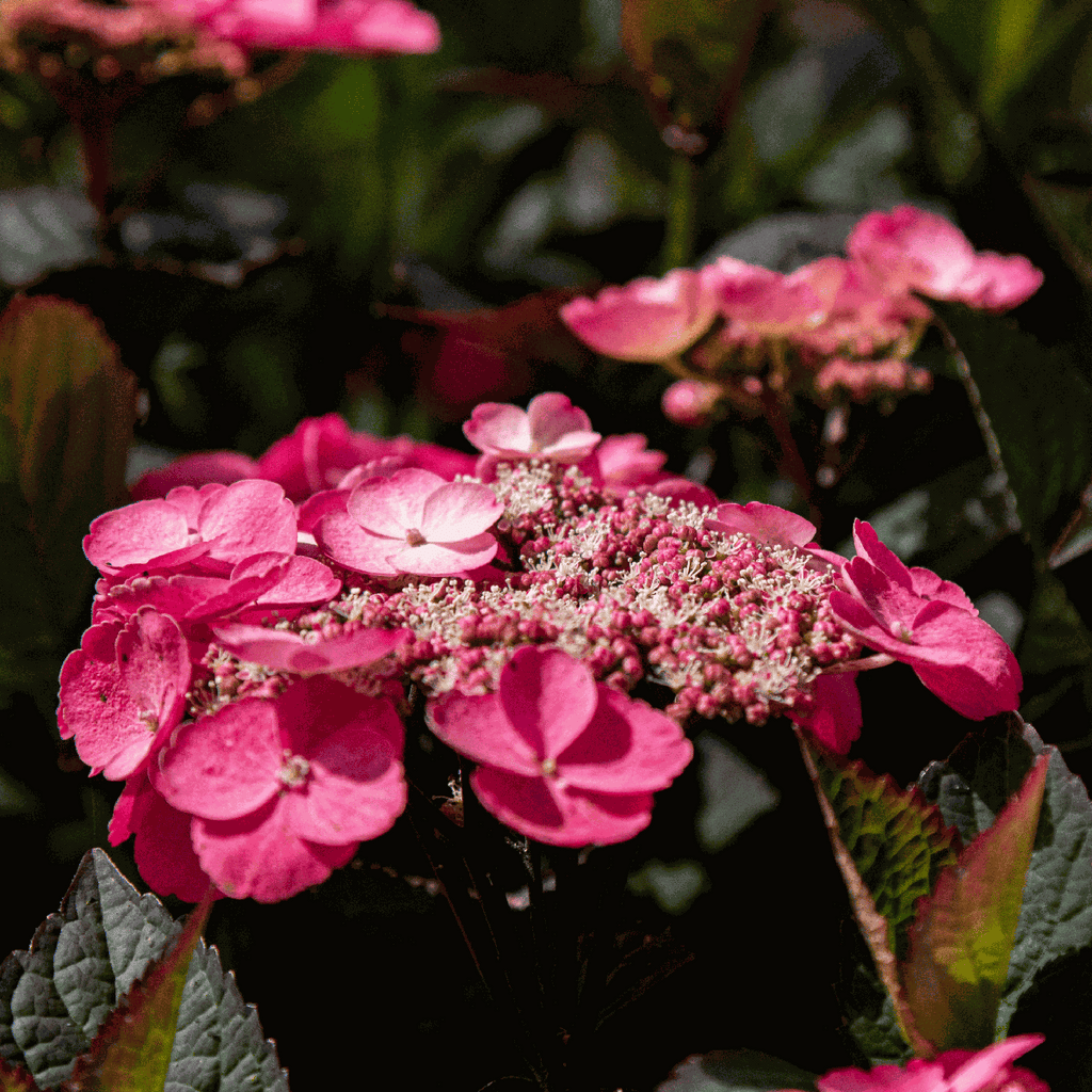 Hortensia - 2 pcs. - Hydrangea 'Dare Devil' - Height 25-40cm - ⌀19cm