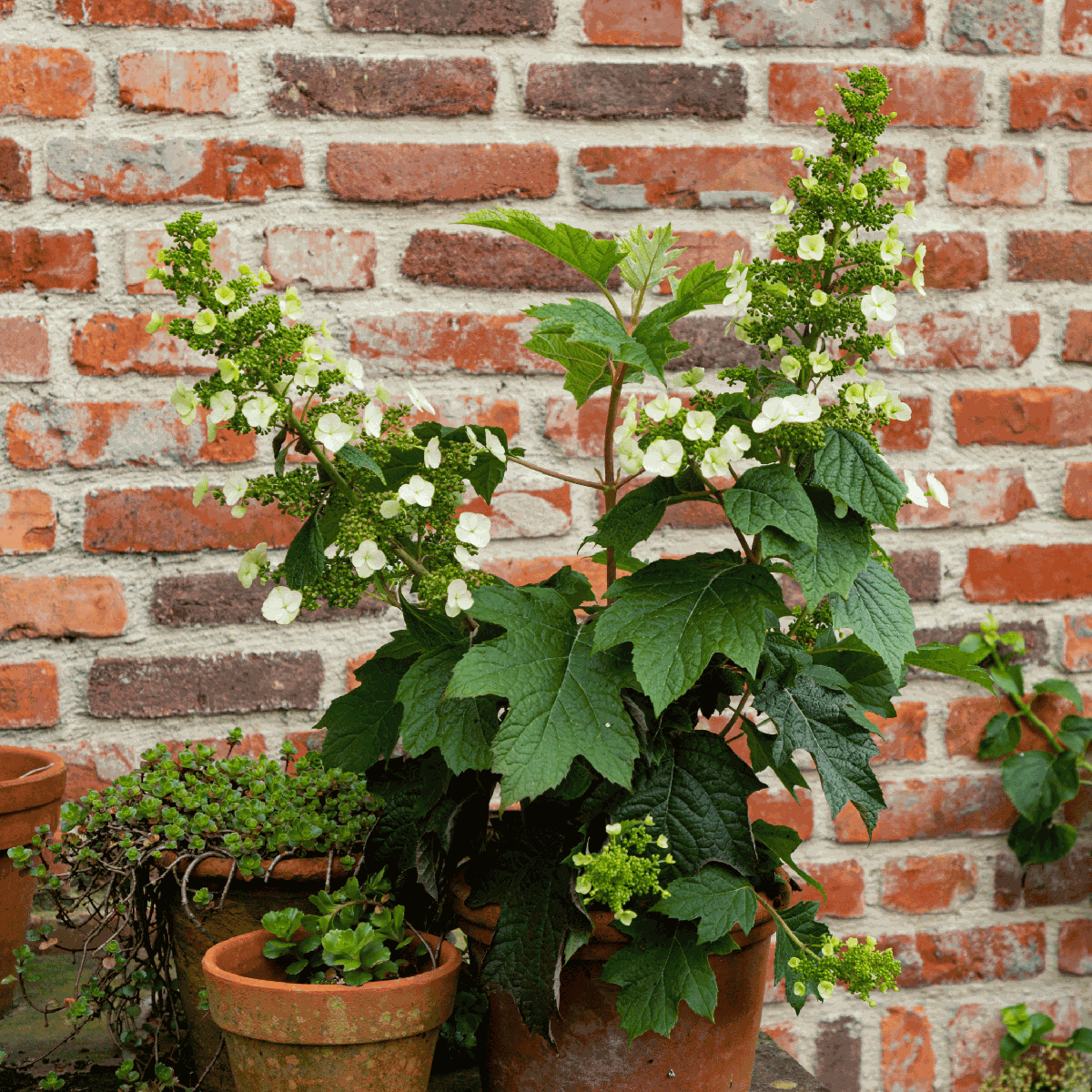 Hortensia - Hydrangea paniculata 'Toy Soldier' - Height 25-40cm - ⌀19cm