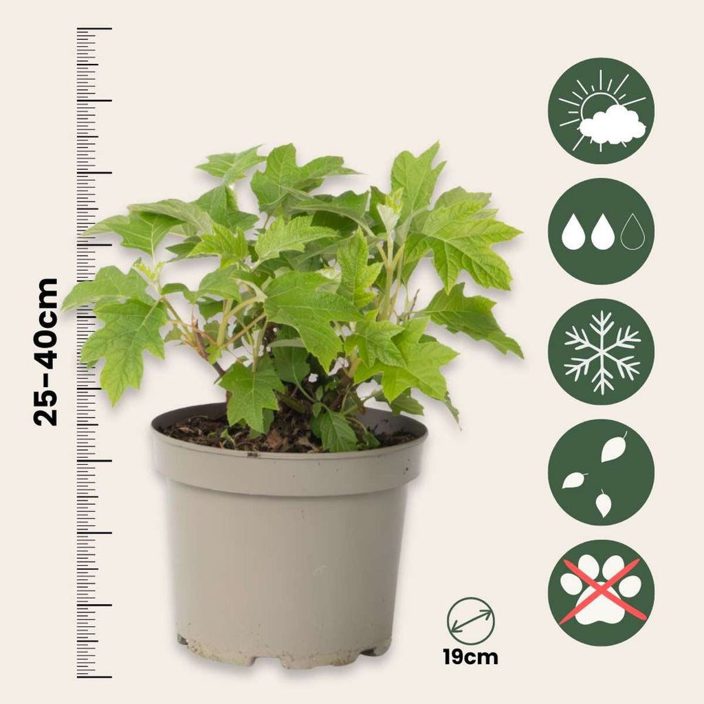 Hortensia - Hydrangea paniculata 'Toy Soldier' - Height 25-40cm - ⌀19cm