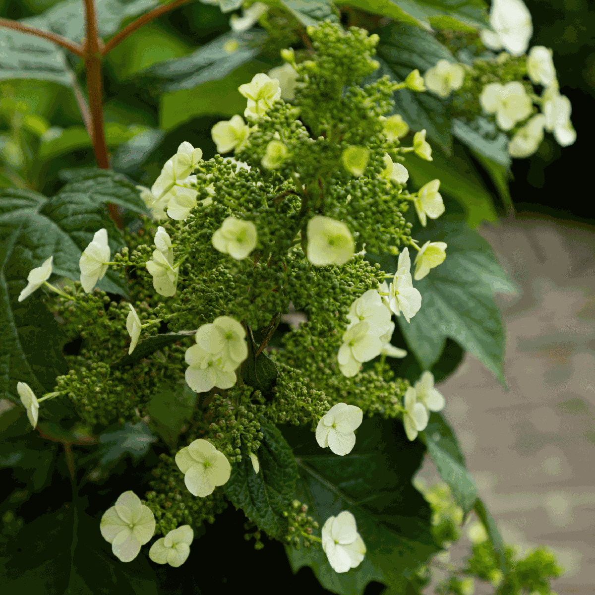 Hortensia - 2 pcs. - Hydrangea 'Toy Soldier' - Height 25-40cm - ⌀19cm