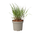 Switchgrass - Panicum Virgatum 'Squaw' - Height 40-60cm - ⌀23cm