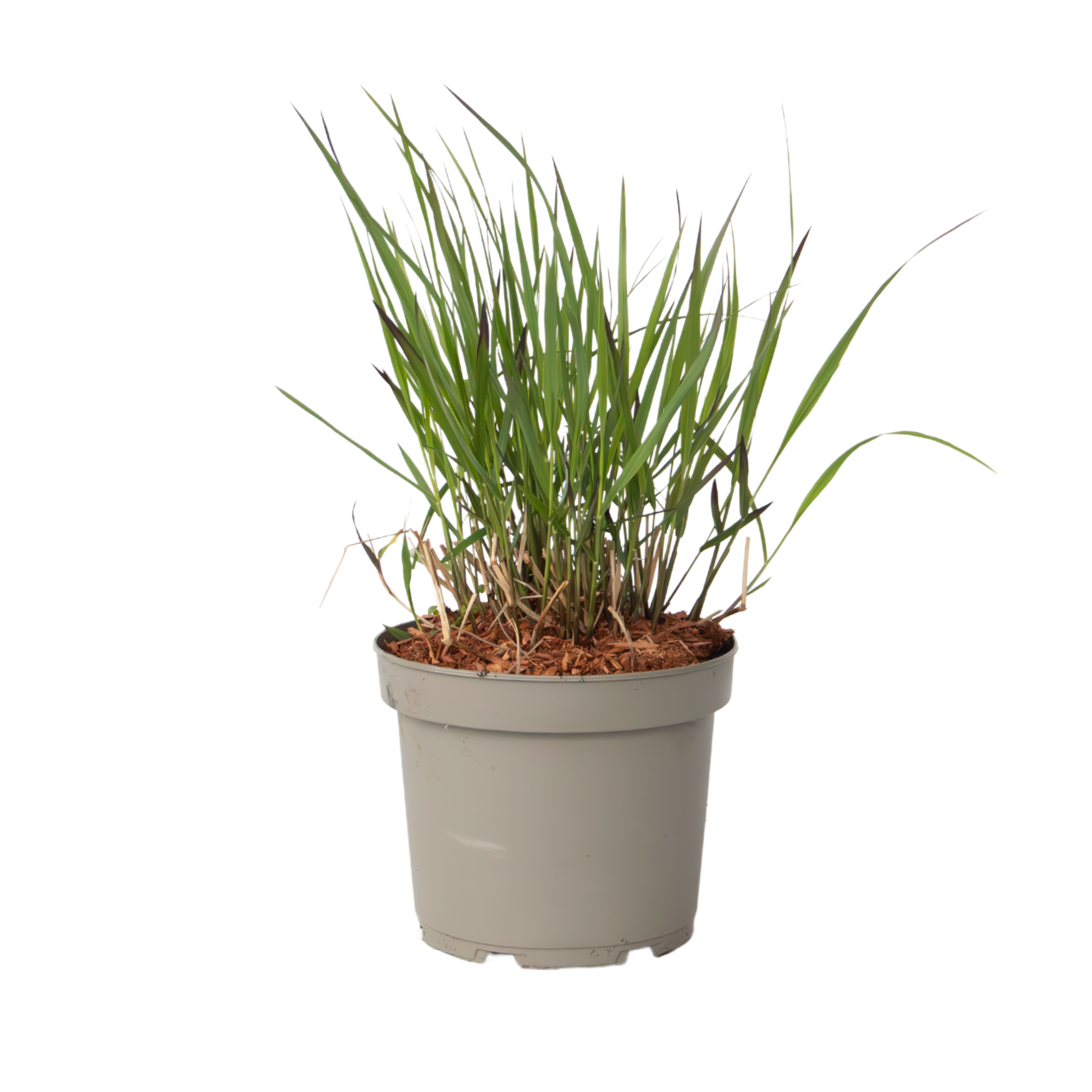 Switchgrass - Panicum Virgatum 'Squaw' - Height 40-60cm - ⌀23cm