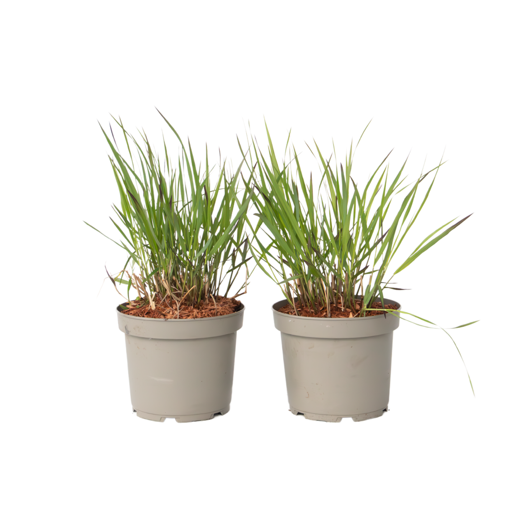 Switchgrass - 2 pieces - Panicum Virgatum 'Squaw' - Height 40-60cm - ⌀23cm