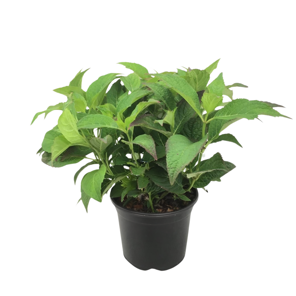 Hortensia - Hydrangea serrata 'Summerglow' - Height 25-40cm - ⌀19cm