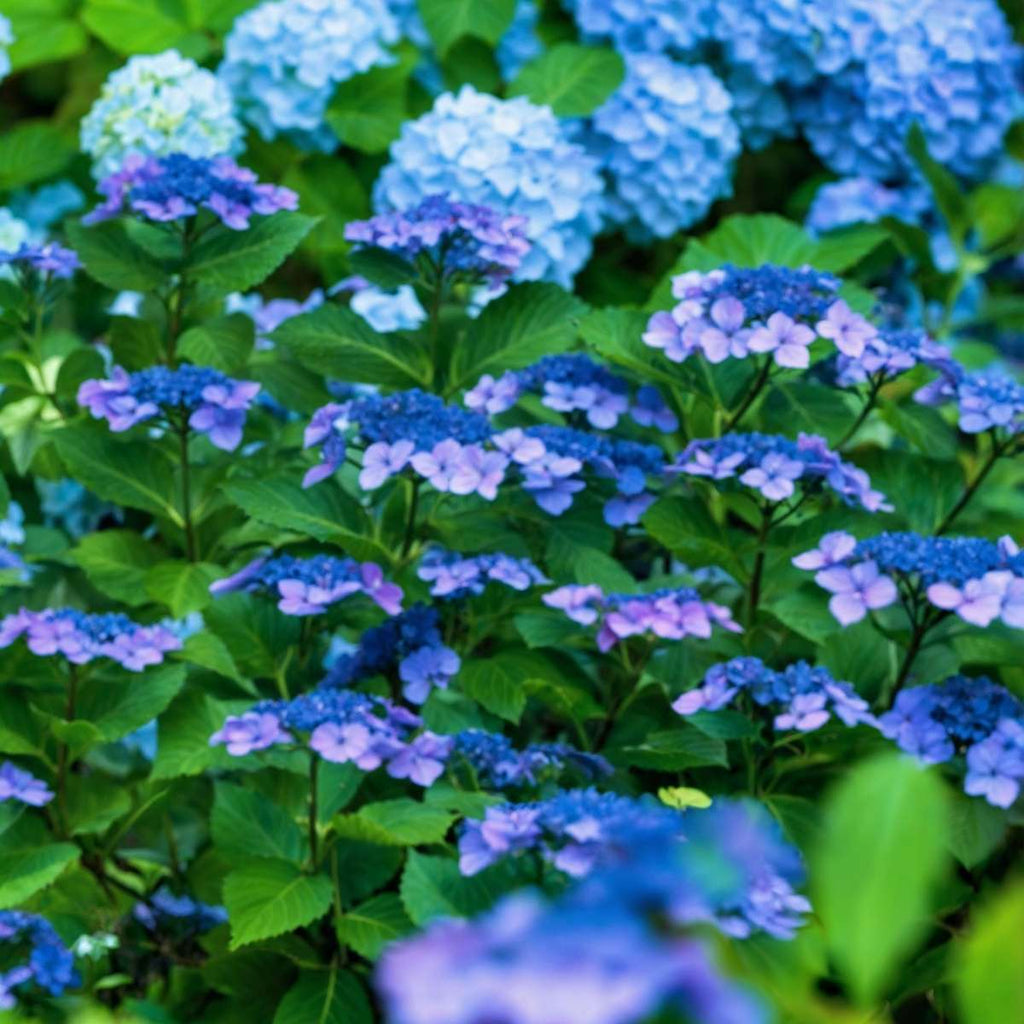 Hortensia - 2 pcs. - Hydrangea serrata 'Summerglow' - Height 25-40cm - ⌀19cm