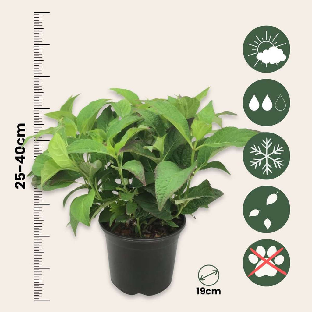 Hortensia - 2 pcs. - Hydrangea serrata 'Summerglow' - Height 25-40cm - ⌀19cm