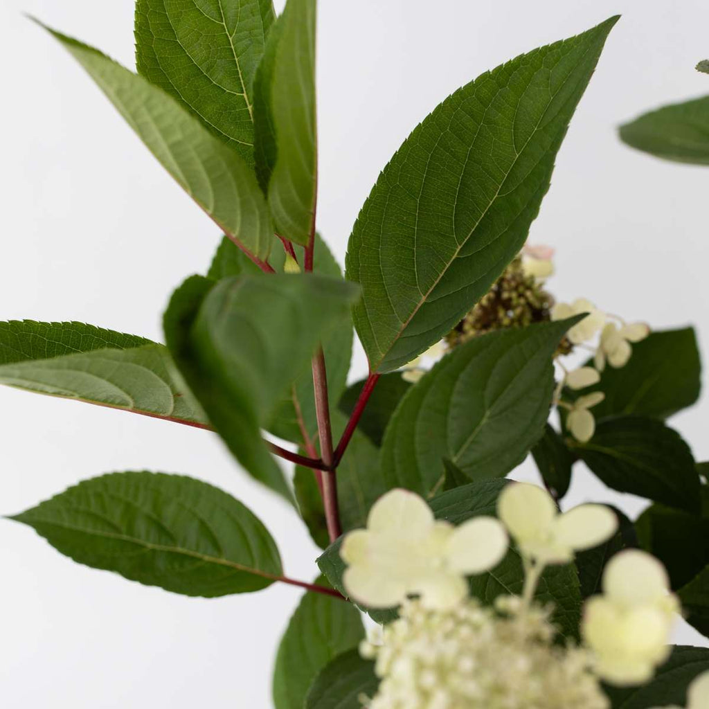 Hortensia - Hydrangea paniculata 'Early Harry' - Height 25-40cm - ⌀19cm