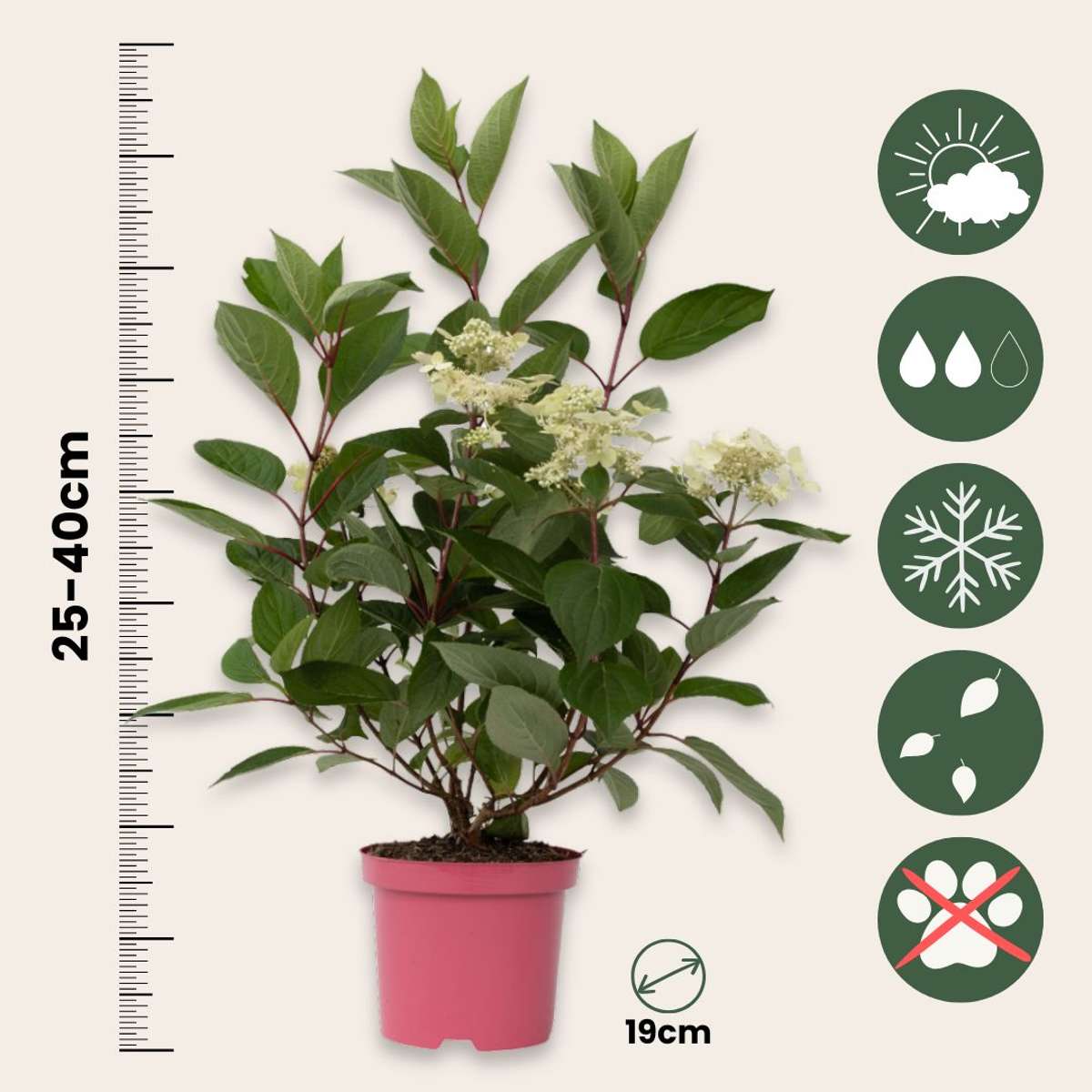 Hortensia - Hydrangea paniculata 'Early Harry' - Height 25-40cm - ⌀19cm