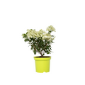 Hortensia - Hydrangea paniculata 'Bobo' - Height 25-40cm - ⌀19cm