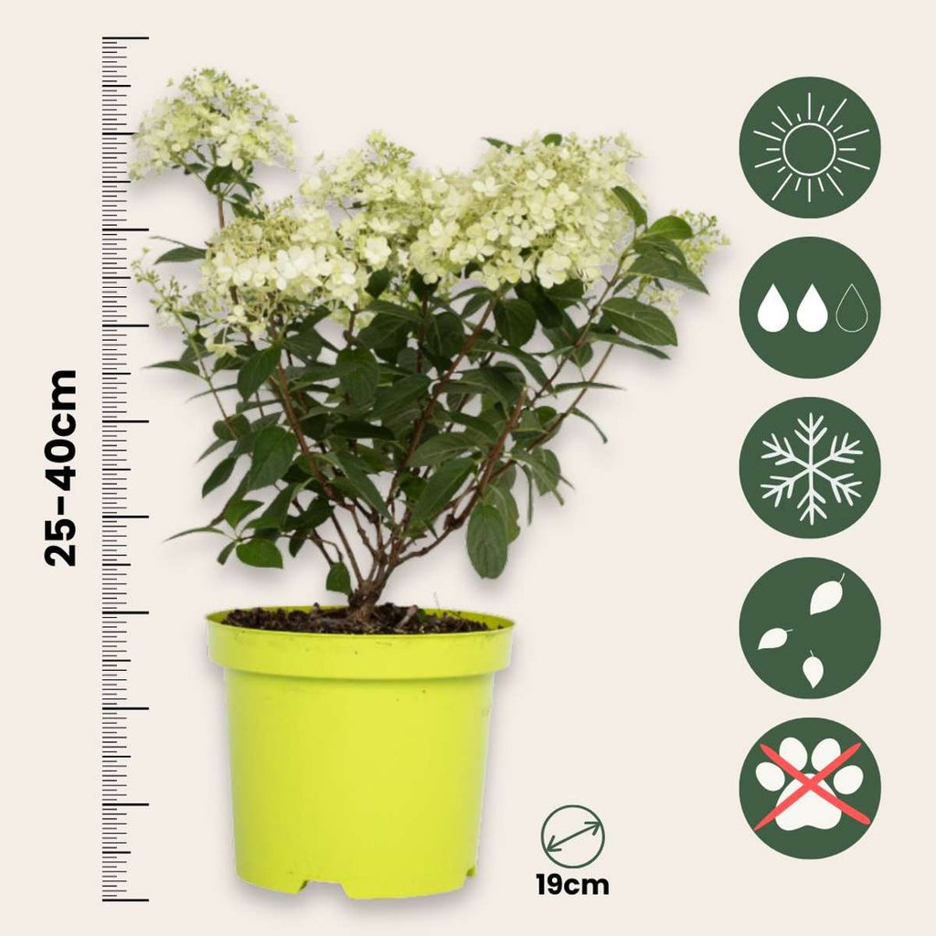 Hortensia - Hydrangea paniculata 'Bobo' - Height 25-40cm - ⌀19cm