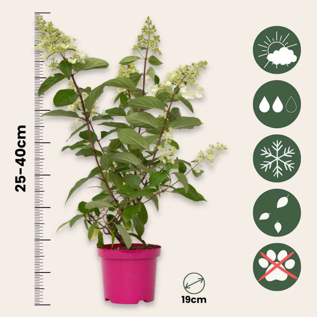 Hortensia - 2 pcs. - Hydrangea paniculata 'Pinky Winky' - Height 25-40cm - ⌀19cm