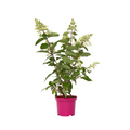 Hortensia - 4 pcs. - Hydrangea paniculata 'Pinky Winky' - Height 25-40cm - ⌀19cm