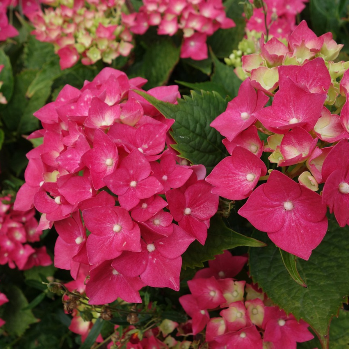 Hortensia - Hydrangea paniculata 'Wim's Red' - Height 25-40cm - ⌀19cm