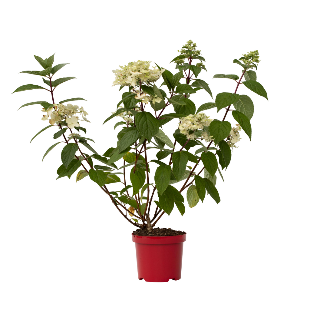 Hortensia - Hydrangea paniculata 'Wim's Red' - Height 25-40cm - ⌀19cm