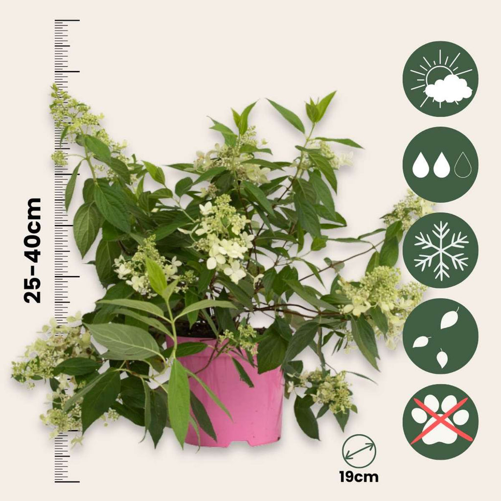 Hortensia - Hydrangea paniculata 'Confetti' - Height 25-40cm - ⌀19cm