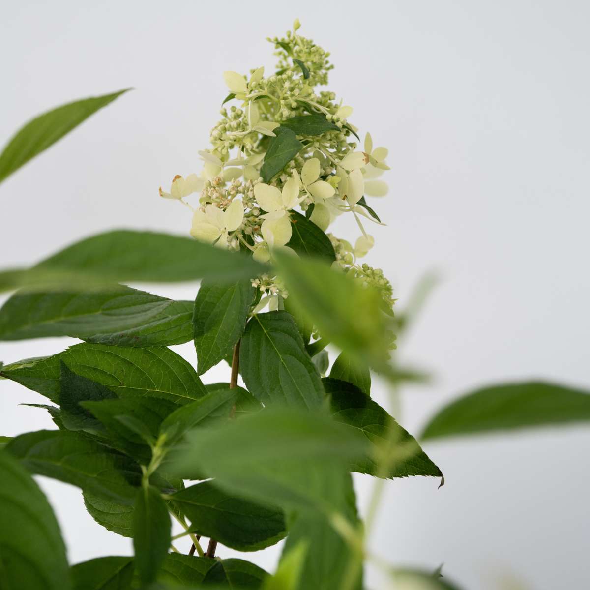 Hortensia - 2 pcs. - Hydrangea paniculata 'Confetti' - Height 25-40cm - ⌀19cm