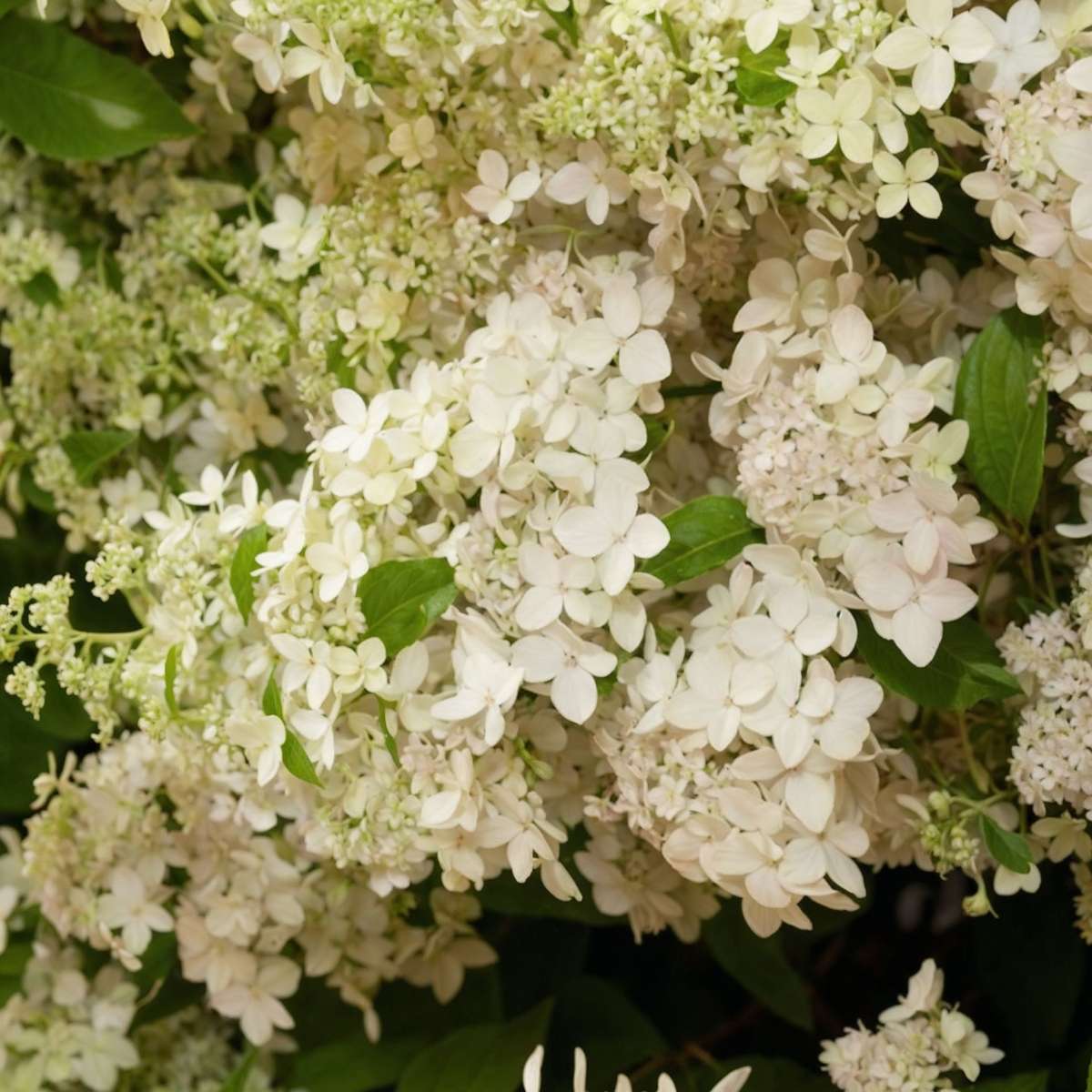 Hortensia - 2 pcs. - Hydrangea paniculata 'Confetti' - Height 25-40cm - ⌀19cm
