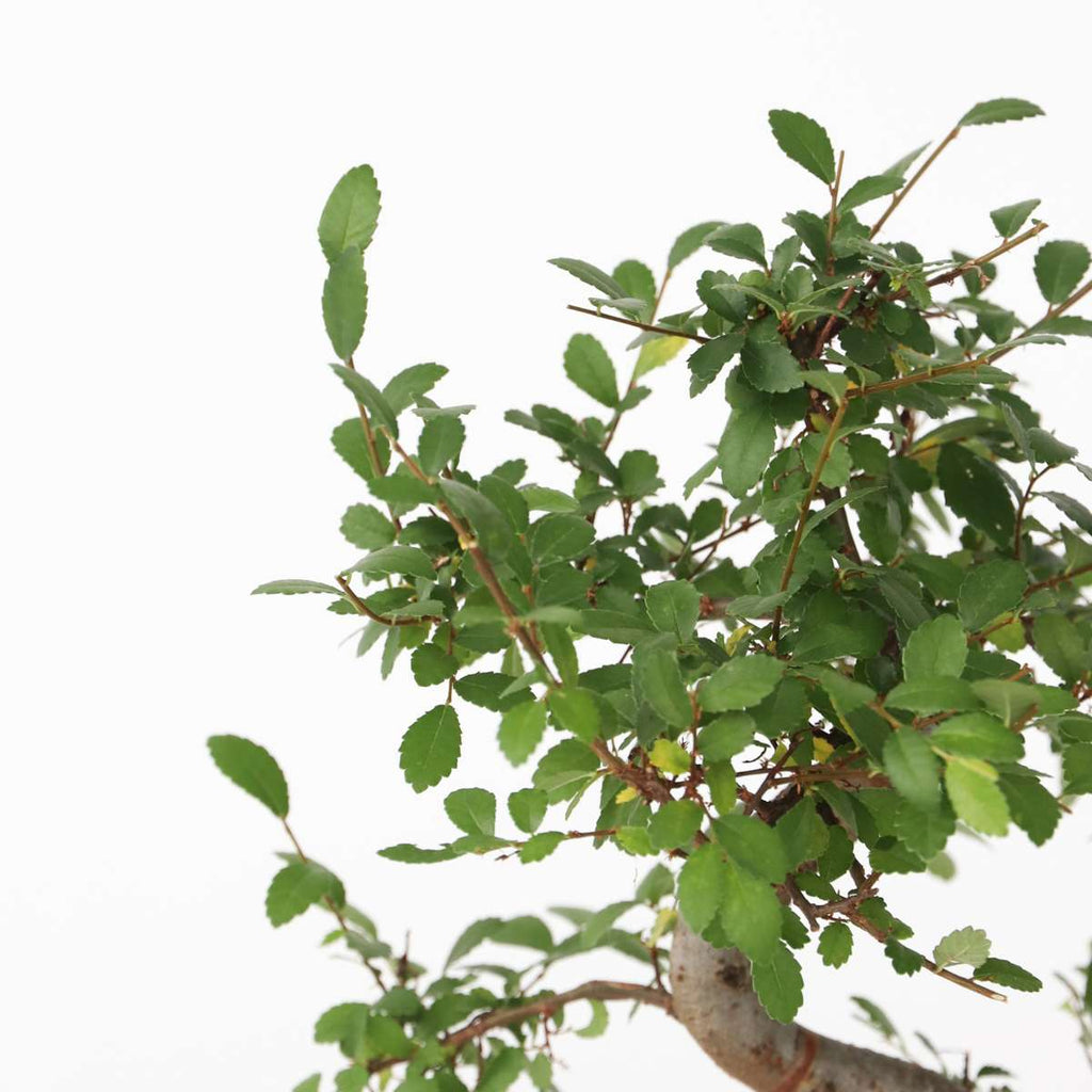 Bonsai tree - Zelkova serrata - Height 20-25cm - ⌀15cm