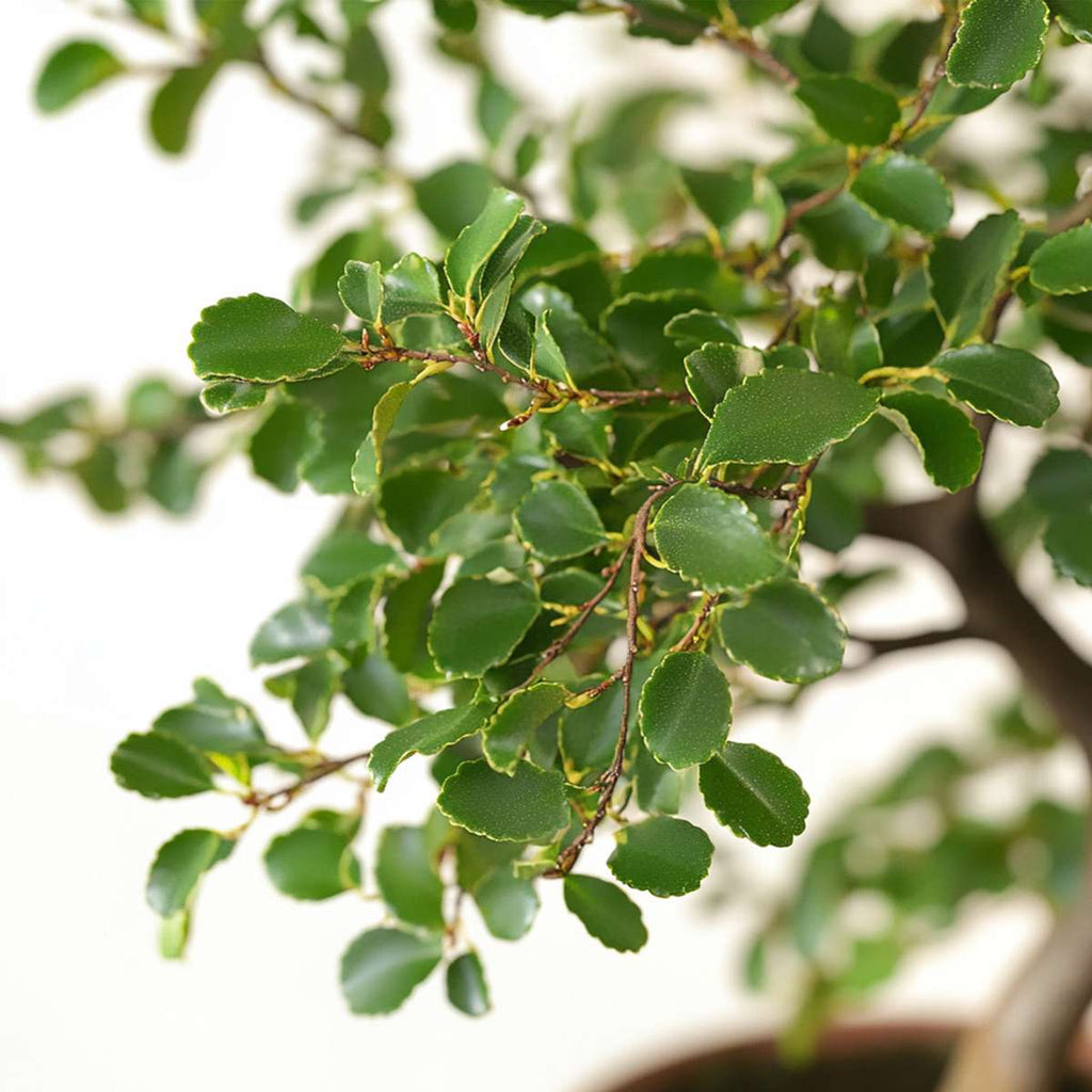 Bonsai tree - Zelkova serrata - Height 20-25cm - ⌀15cm