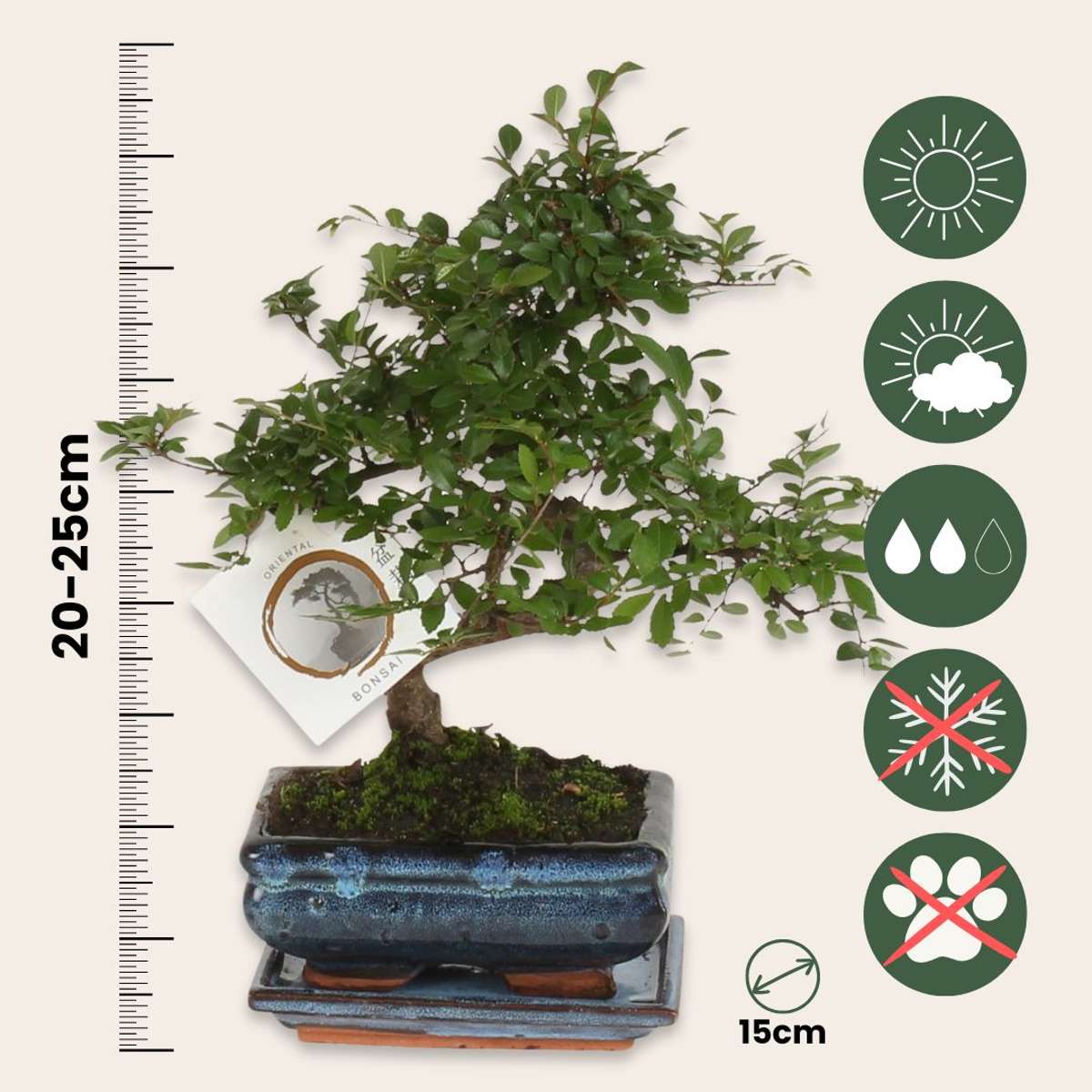 Bonsai tree - Zelkova serrata - Height 20-25cm - ⌀15cm