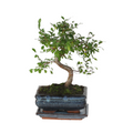 Bonsai tree - Zelkova serrata - Height 20-30cm - ⌀20cm