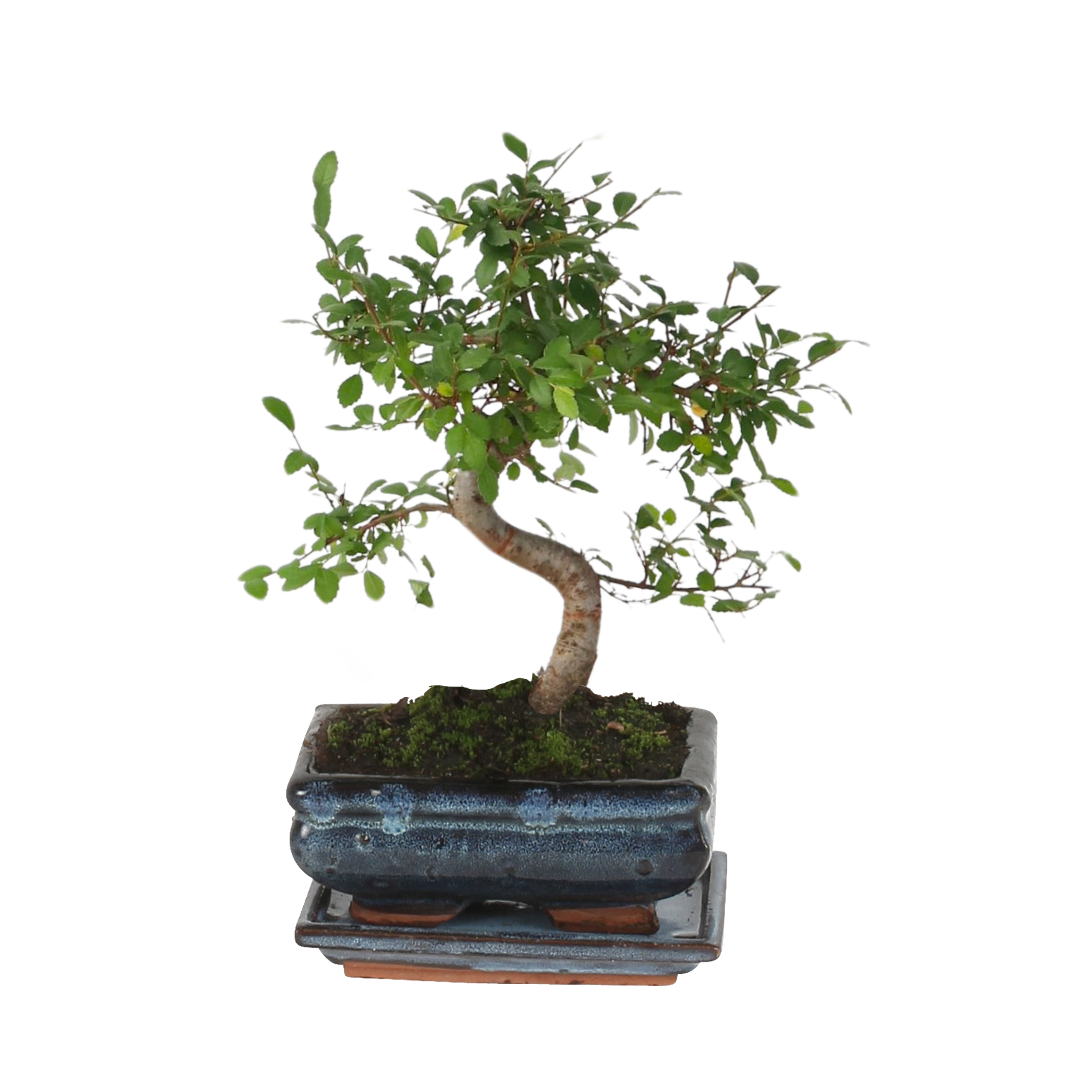 Bonsai tree - Zelkova serrata - Height 20-30cm - ⌀20cm