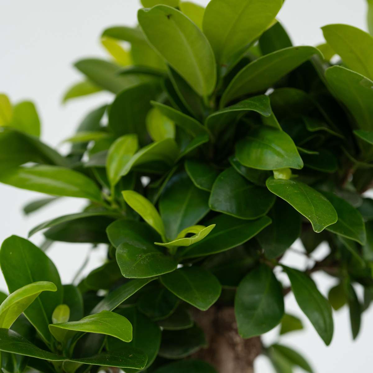 Curtain Fig - Ficus microcarpa - Height 30-40cm - ⌀12cm