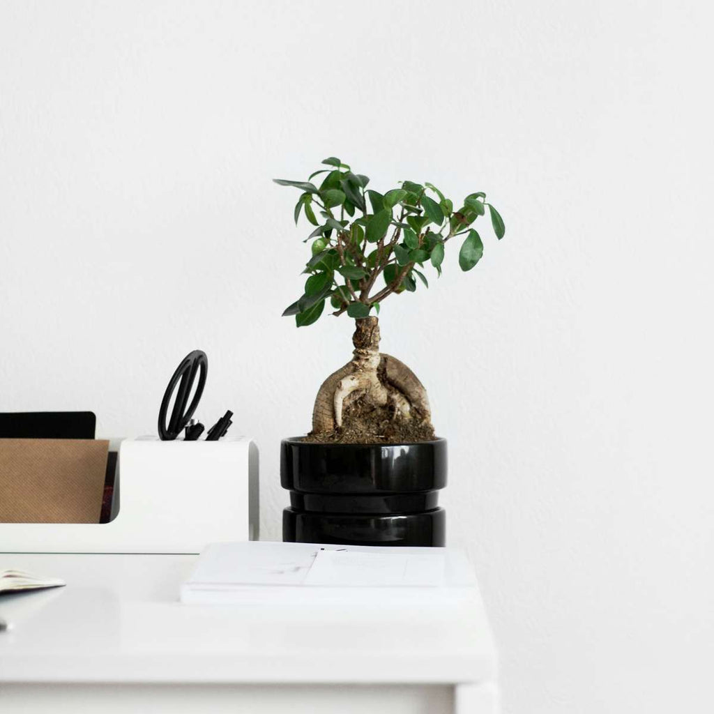 Curtain Fig - 2 pcs. - Ficus microcarpa - Height 30-40cm - ⌀12cm