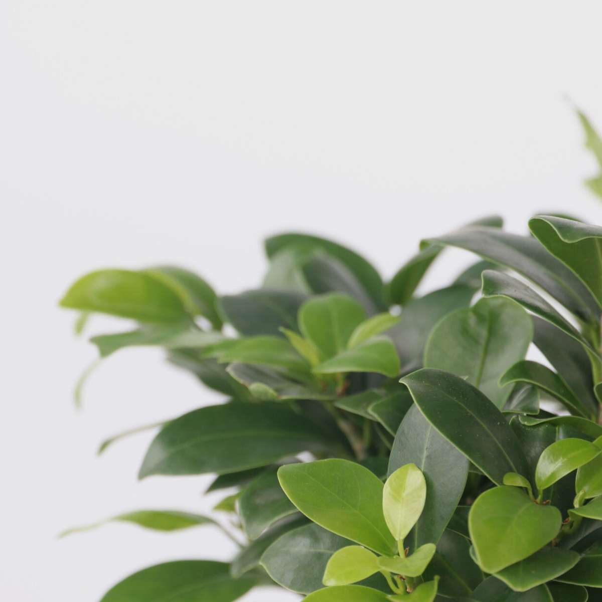 Curtain Fig - 4 pcs. - Ficus microcarpa - Height 30-40cm - ⌀12cm