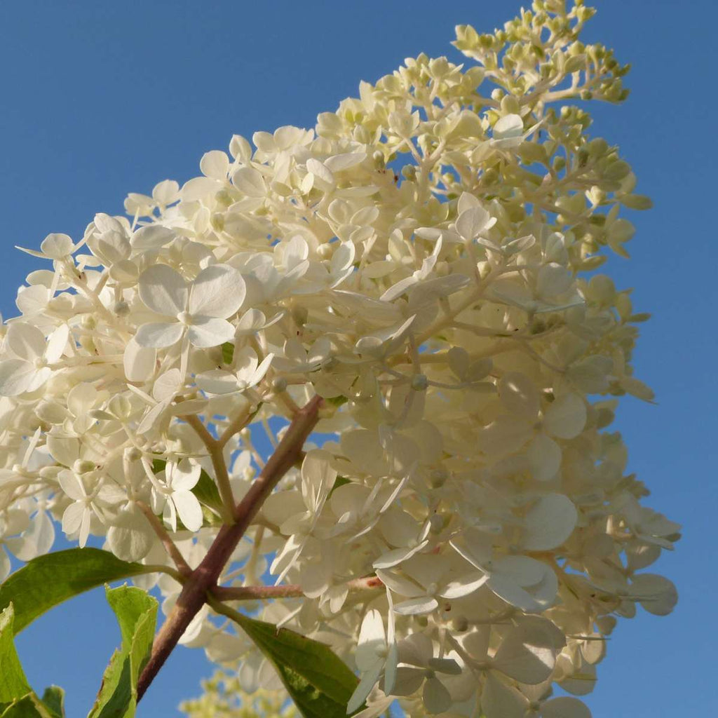 Hortensia - 24 pcs. - Hortensia paniculata - Height 25-35cm - ⌀9cm
