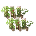 Hortensia - 6 pcs. - Hydrangea paniculata - Height 25-35cm - ⌀9cm