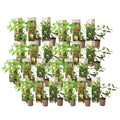 Hortensia - 24 pcs. - Hortensia paniculata - Height 25-35cm - ⌀9cm