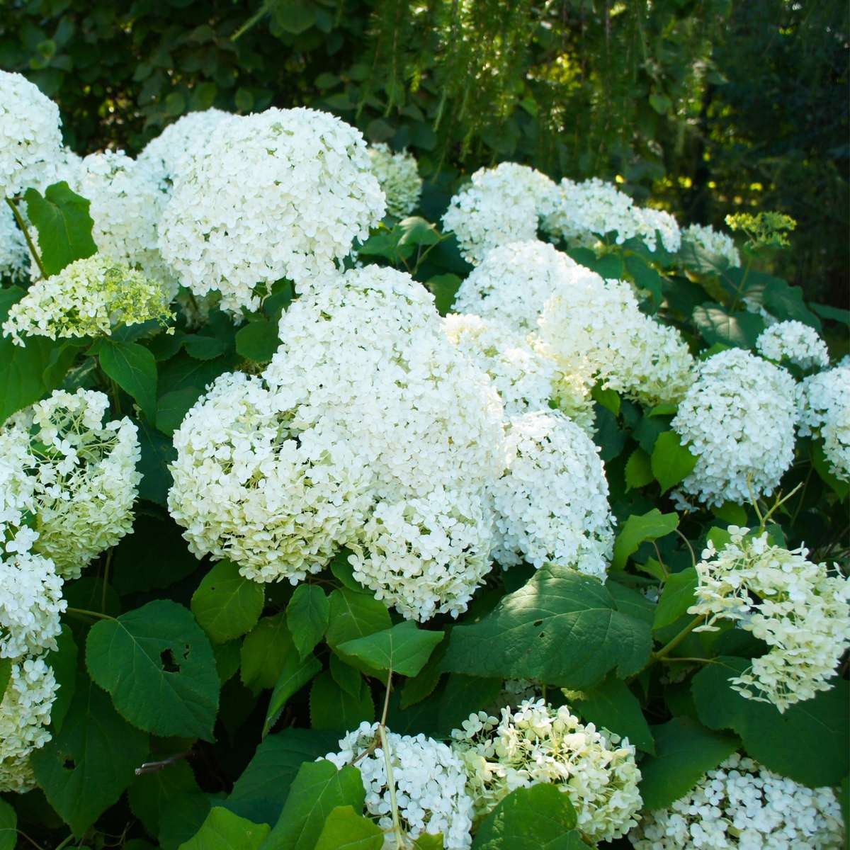 Hortensia - 3 pcs. - Hydrangea paniculata 'Silver Dollar' - H25-40cm - ⌀9cm