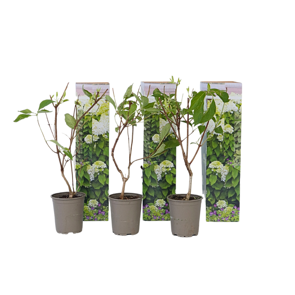 Hortensia - 3 pcs. - Hydrangea paniculata 'Silver Dollar' - H25-40cm - ⌀9cm