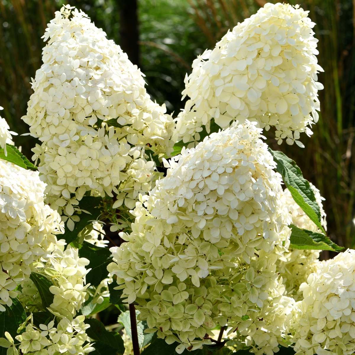 Hortensia - 3 pcs. - Hydrangea paniculata 'Phantom' - Height 25-40cm - ⌀9cm