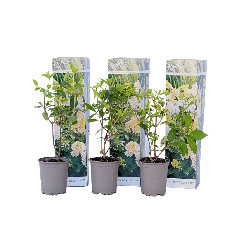 Hortensia - 3 pcs. - Hydrangea paniculata 'Phantom' - Height 25-40cm - ⌀9cm